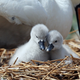 Image for article titled What Kind of Birds Are the Kardashians?